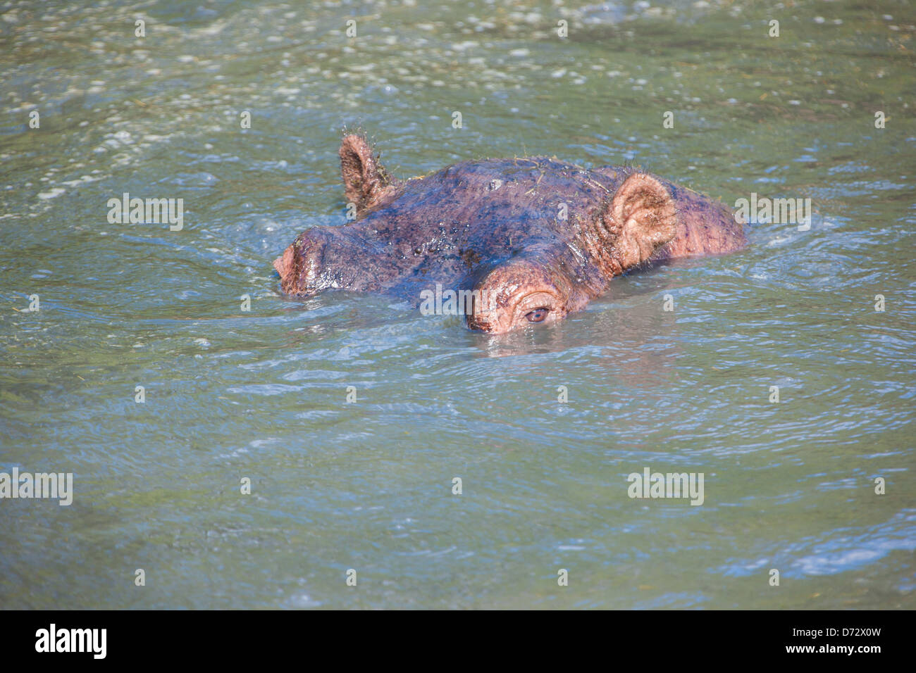 Hippo nuotare nel fiume, semi-sommersa Foto Stock