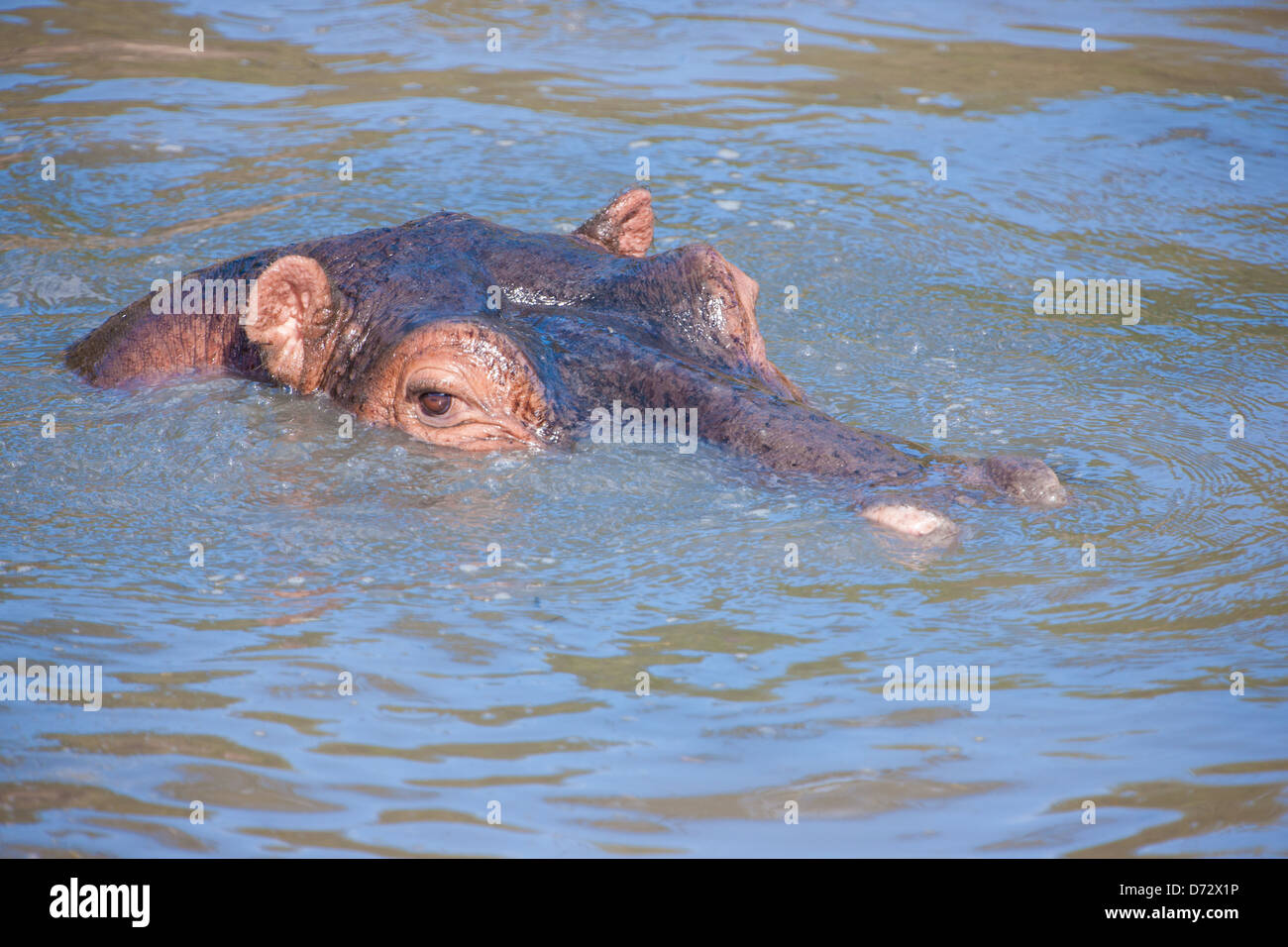 Hippo nuotare nel fiume, semi-sommersa Foto Stock