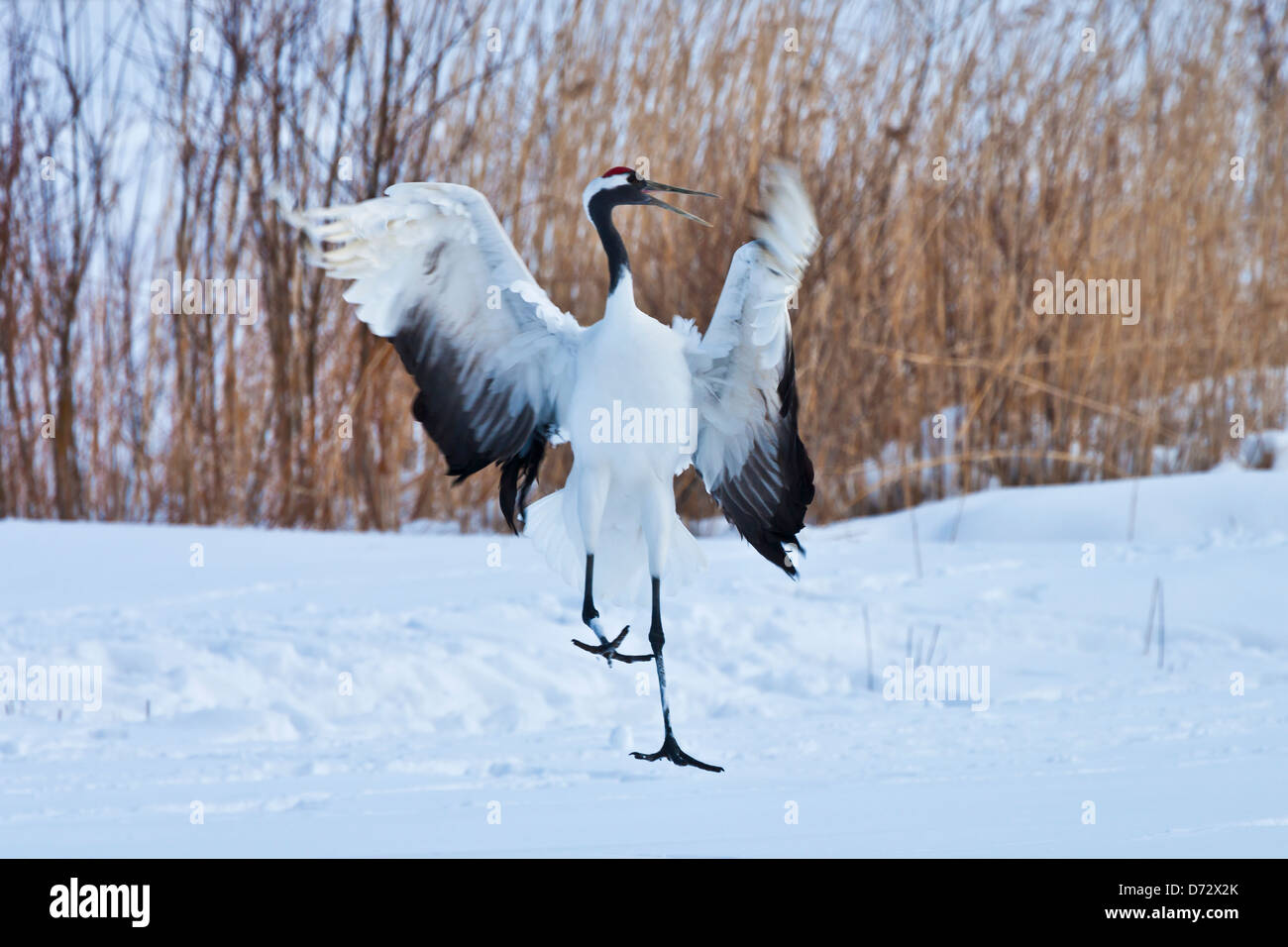 Gru giapponese di danza di corteggiamento sulla neve, Kushiro, Hokkaido, Giappone Foto Stock