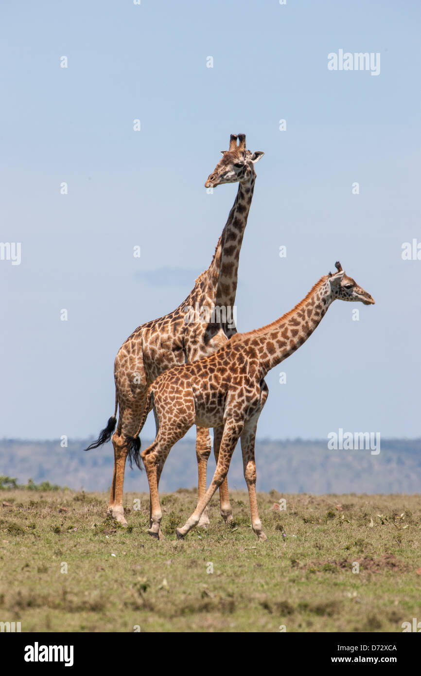 Le giraffe Foto Stock