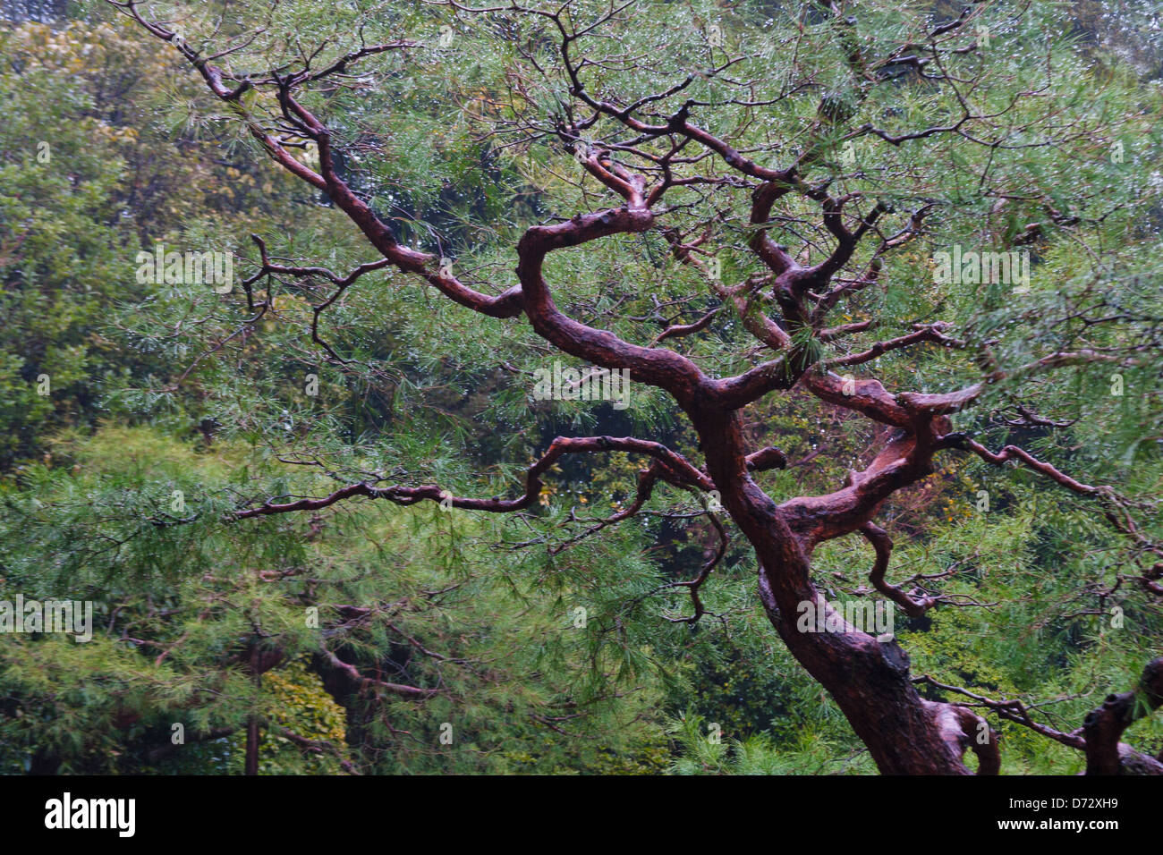 Antico albero di pino sotto la pioggia, Santuario Heian, Kyoto, Giappone Foto Stock