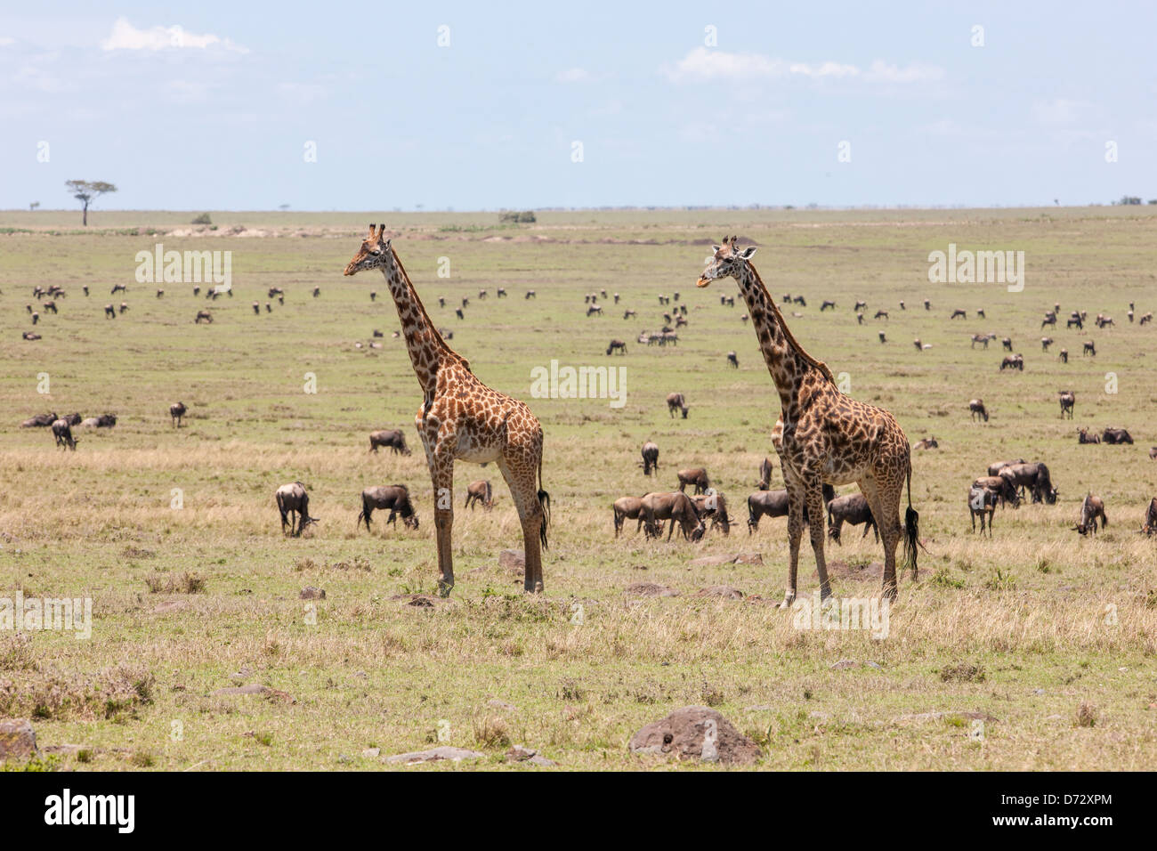 Le giraffe Foto Stock