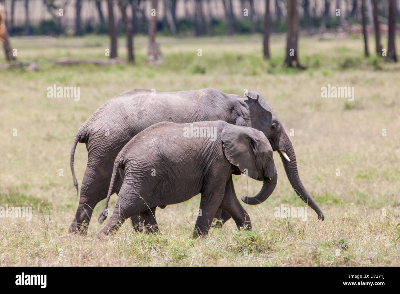 Giovani elefanti voce per la foresta Foto Stock