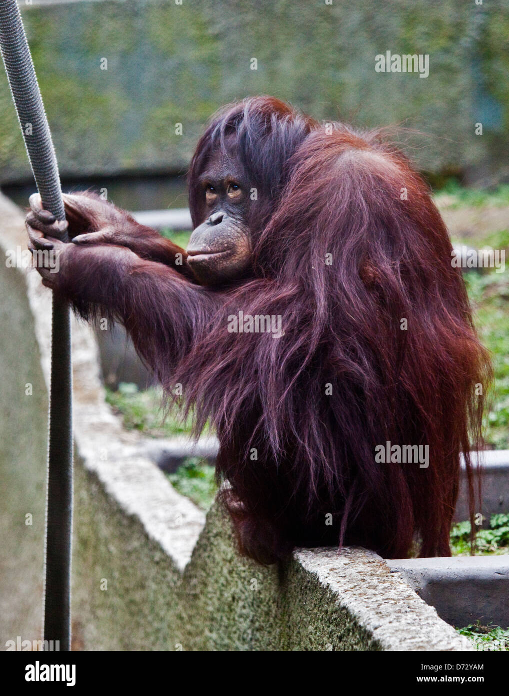 Rosso o Ape (Orangutan pongo), lo Zoo di Chester, Regno Unito Foto Stock