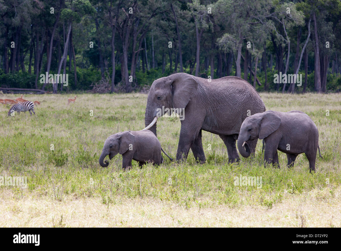 I giovani elefanti Foto Stock