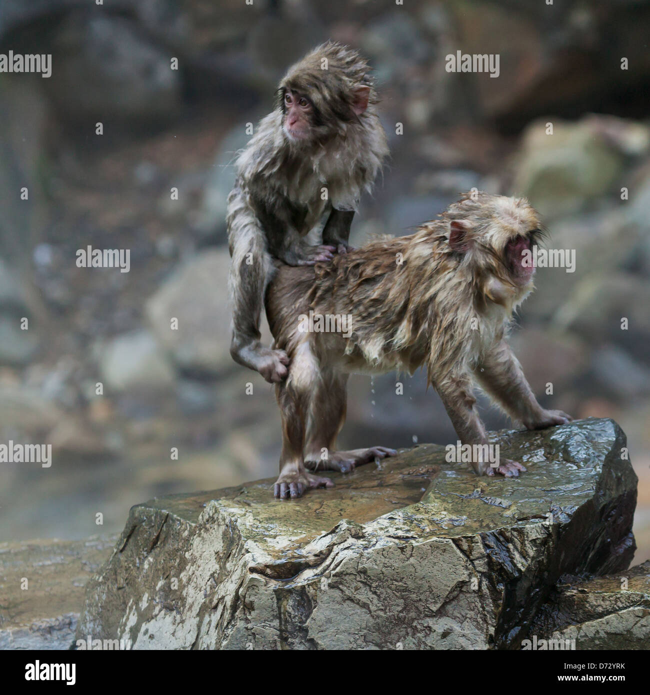 Neve giapponese monkey in hotspring, Nagano, Giappone Foto Stock