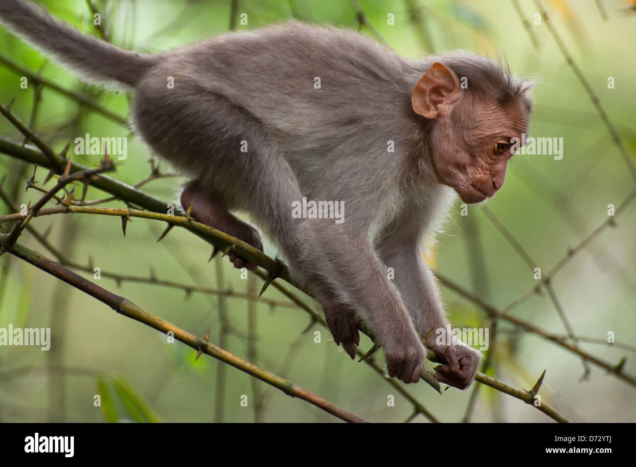 Piccola scimmia macaco passeggiate nella foresta di bamboo. Animale selvaggio, India del Sud Foto Stock
