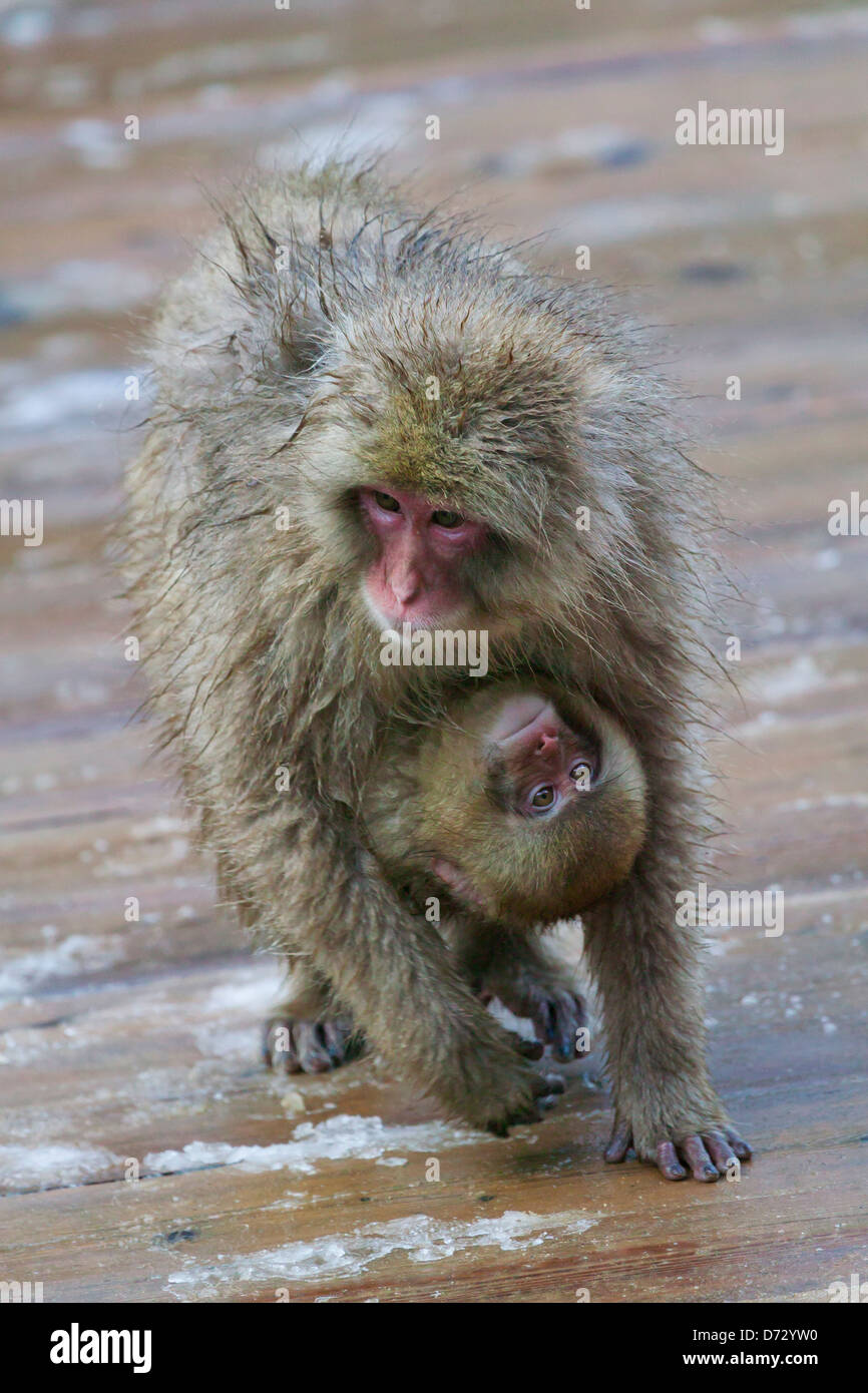 Neve giapponese monkey madre con bambino, Nagano, Giappone Foto Stock