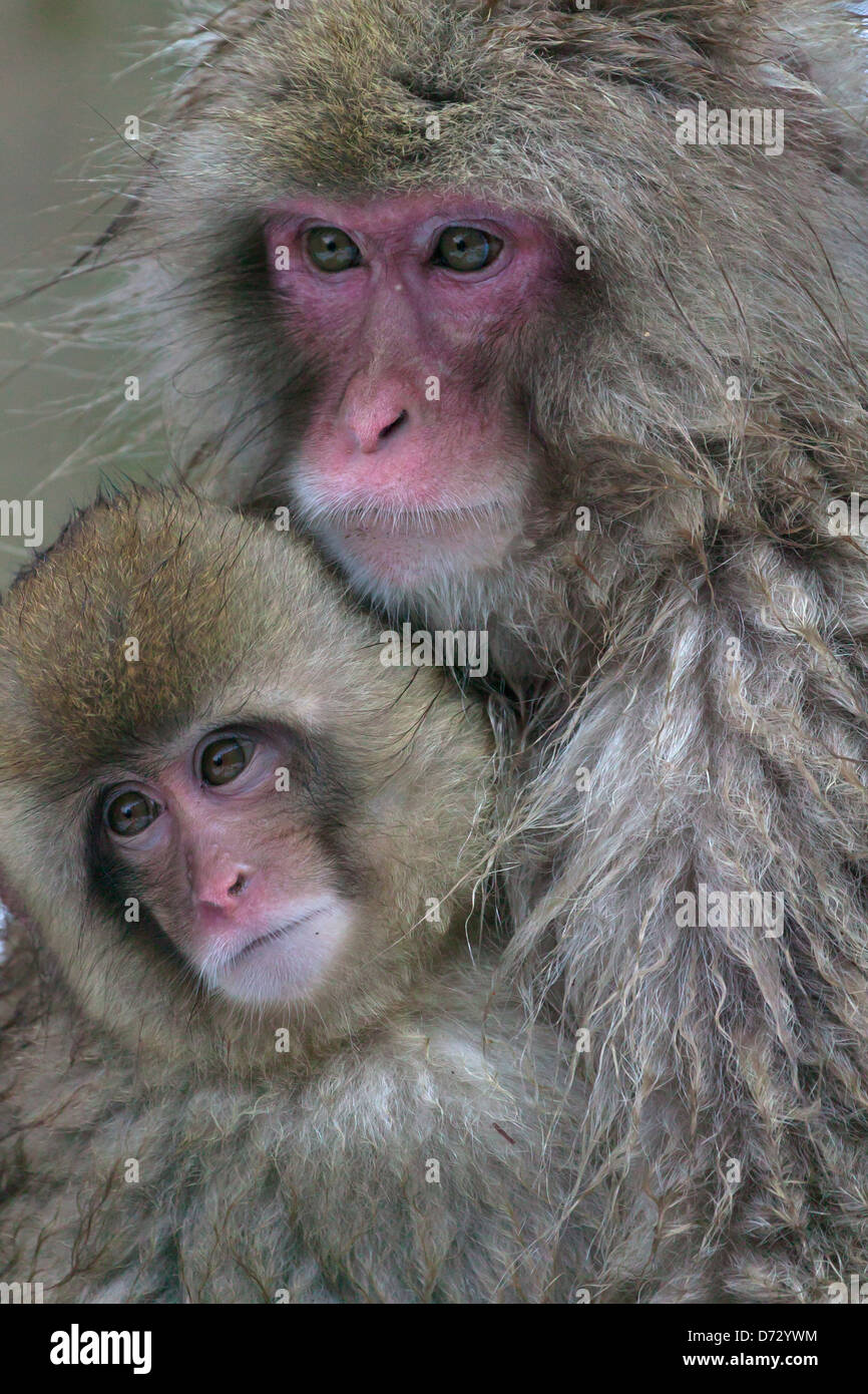 Neve giapponese monkey madre con bambino, Nagano, Giappone Foto Stock