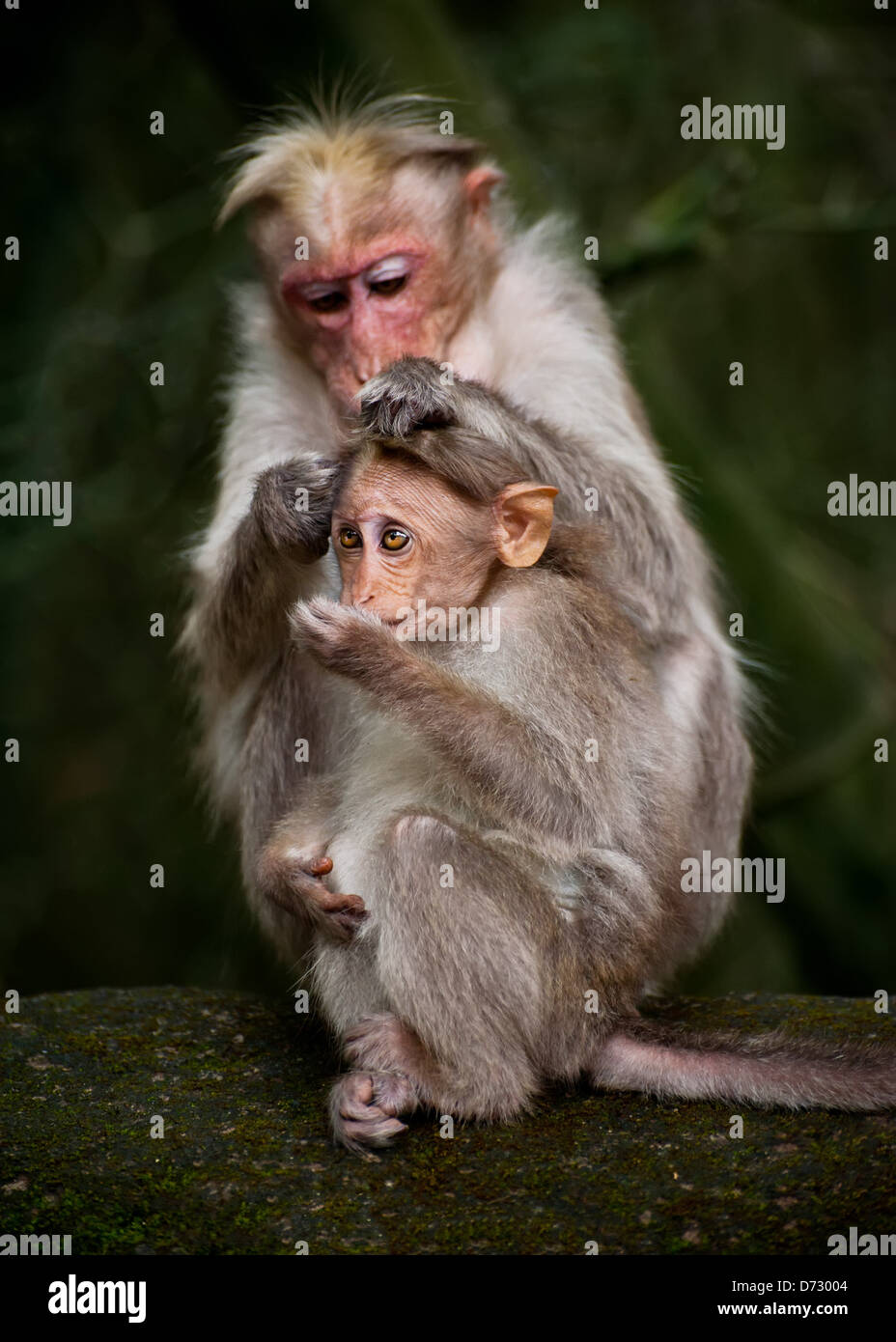 Madre di pulizia di scimmia il suo bambino nella foresta di bamboo. India del sud Foto Stock