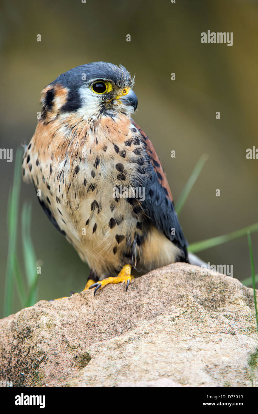 American gheppio arroccata su una roccia Foto Stock