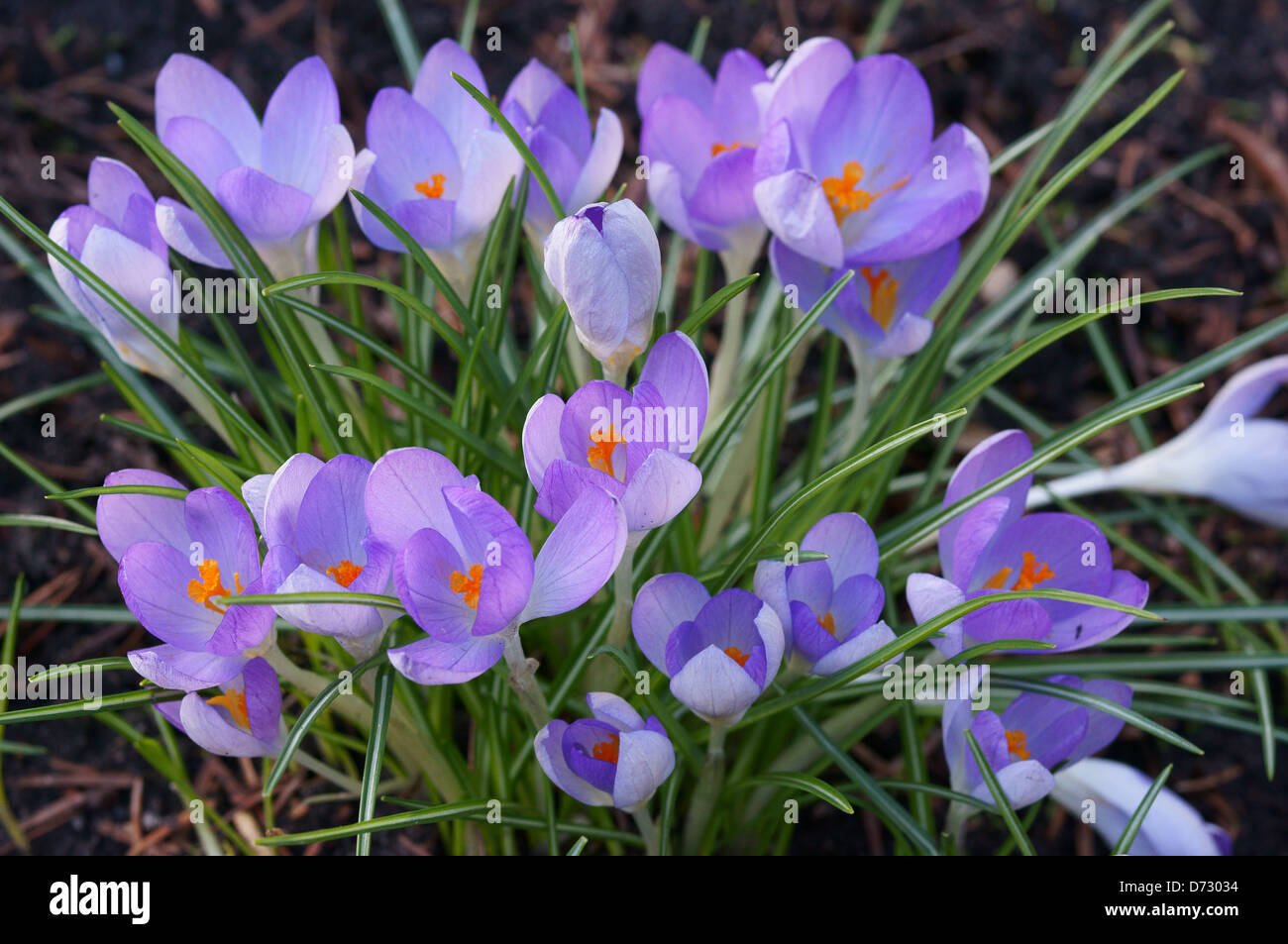 Molla di fioriture di crochi Foto Stock