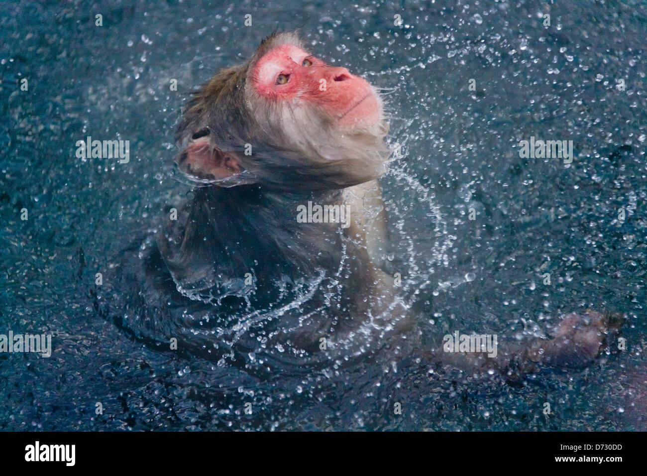 Neve giapponese Monkey agitando l'acqua nell'hotspring, Nagano, Giappone Foto Stock