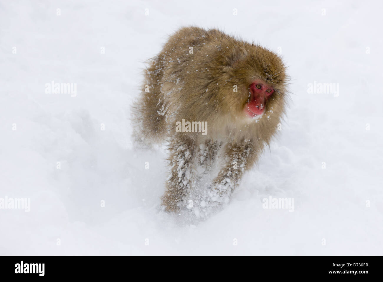 Neve giapponese Monkey sulla neve, Nagano, Giappone Foto Stock
