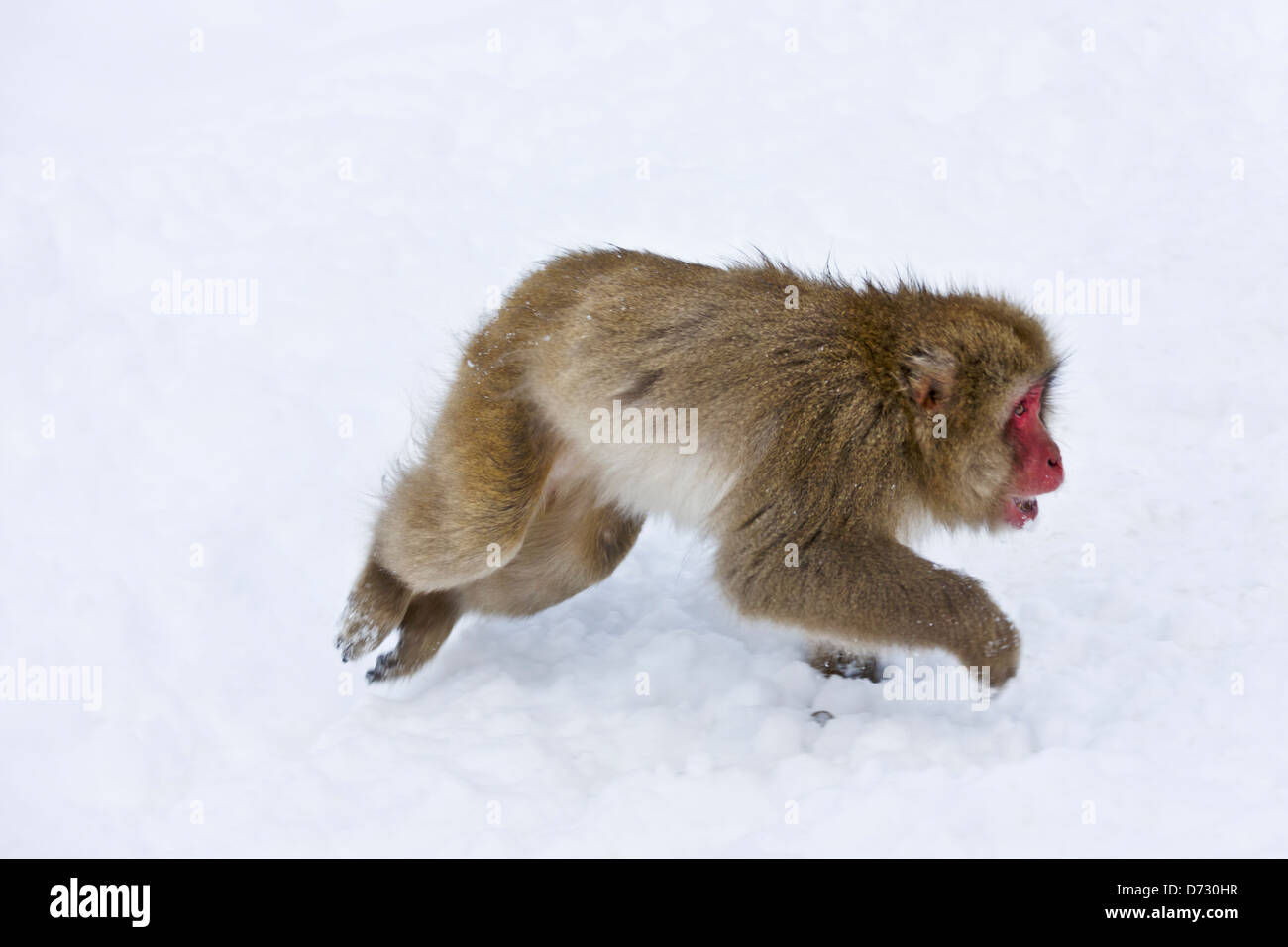 Neve giapponese Monkey sulla neve, Nagano, Giappone Foto Stock