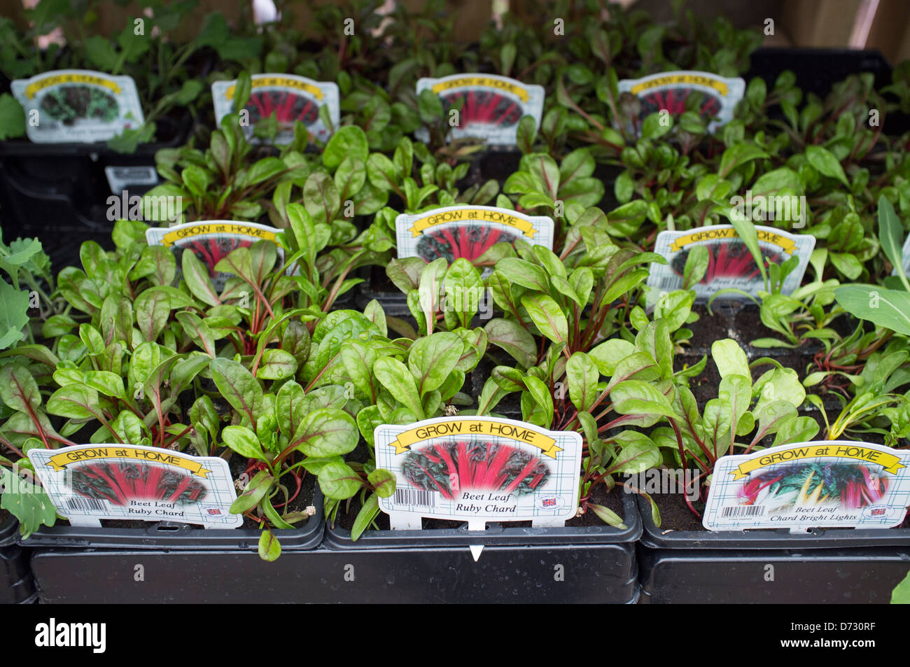 Beet leaf Ruby Chard in vendita presso Garden Center Foto Stock