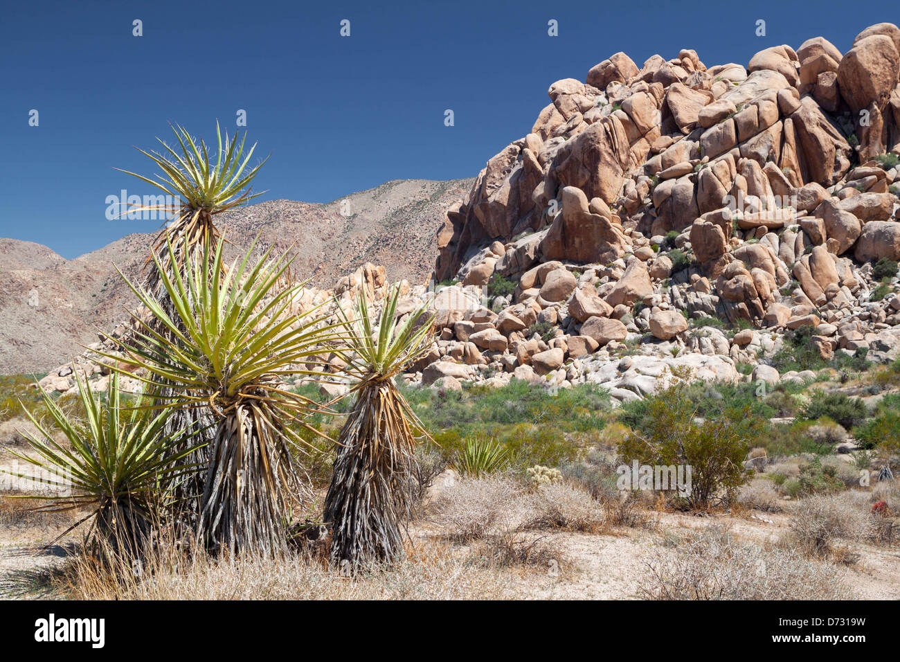 Formazioni rocciose scenico nel parco nazionale di Joshua Tree, California Foto Stock