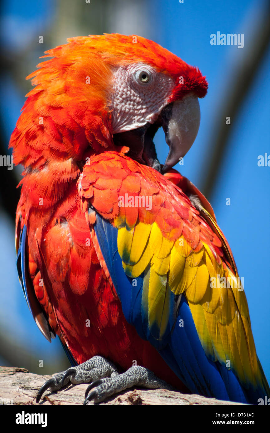 Scarlet Macaw con piumaggio colorato seduto su un ramo Foto Stock
