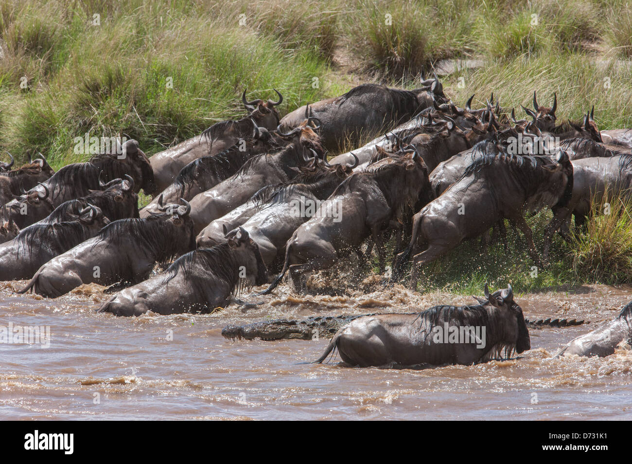 Blue Wildebeests Attraversamento fiume Mara durante la Grande Migrazione - essendo soddisfatte dai coccodrilli Foto Stock