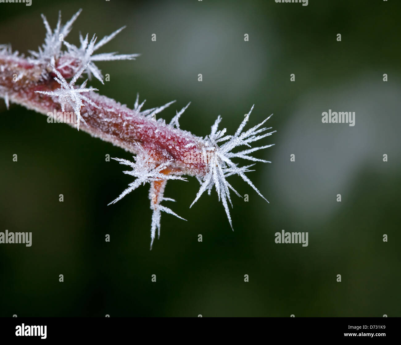 La brina sul gambo di pianta Foto Stock
