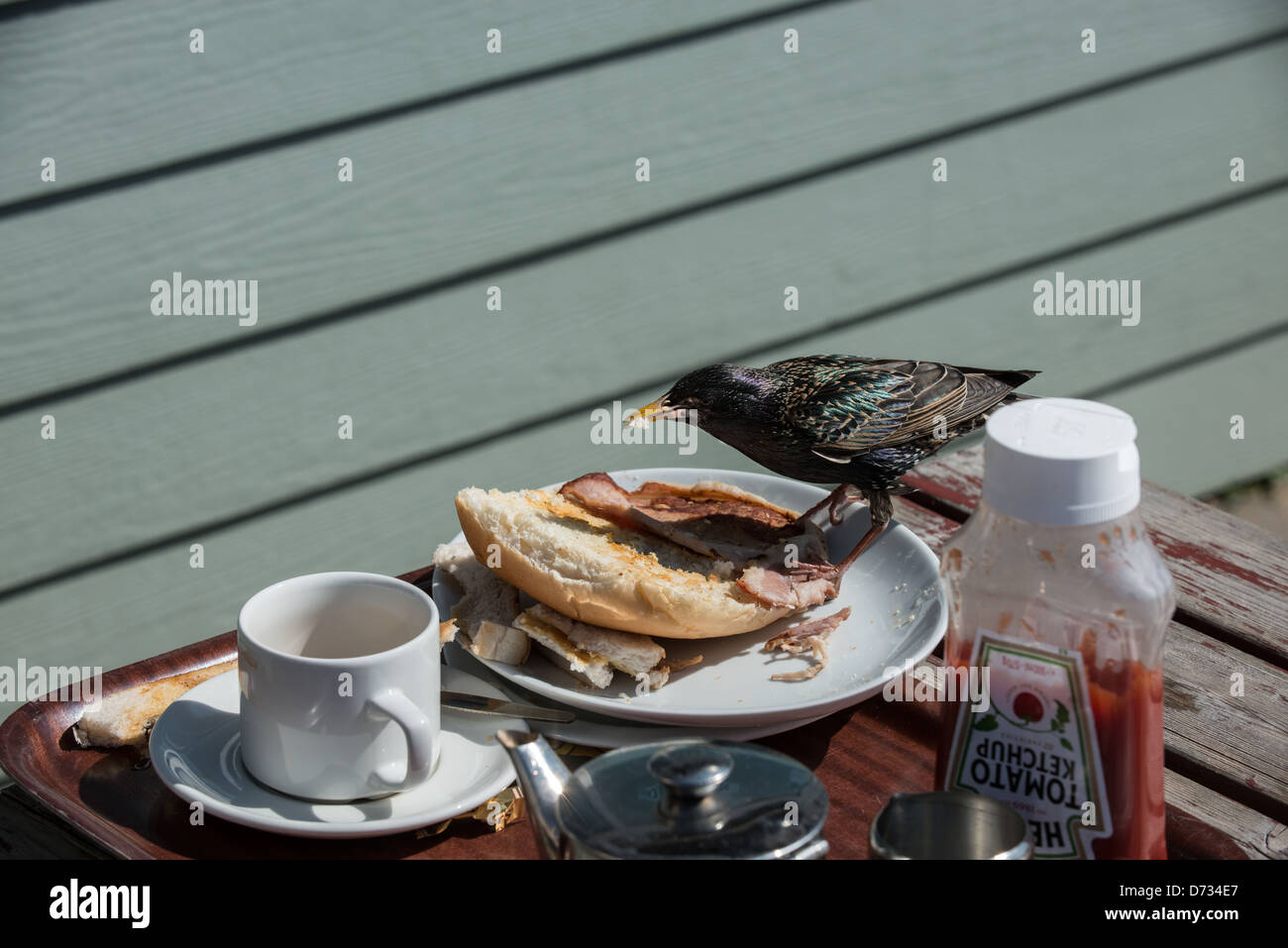 Starling mangia bacon butty Foto Stock