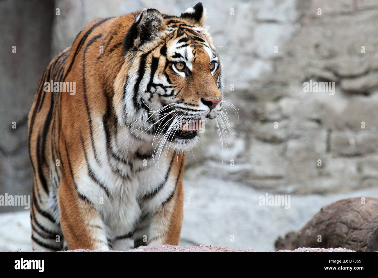 Una tigre siberiana (Panthera tigris altaica) in piedi con la bocca aperta Foto Stock