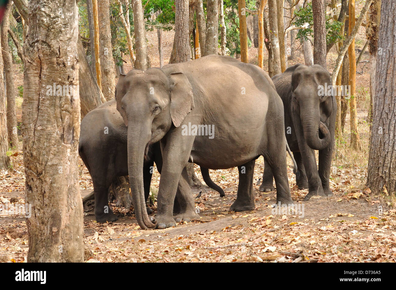 Elefanti indiani ( Elephas maximus indicus ) Foto Stock