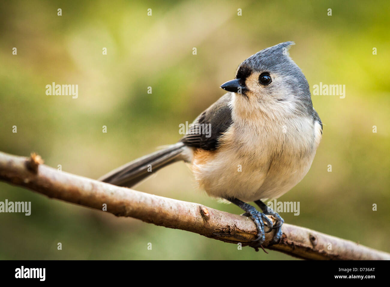 Carino Cincia Tufted appollaiato su un ramo Foto Stock