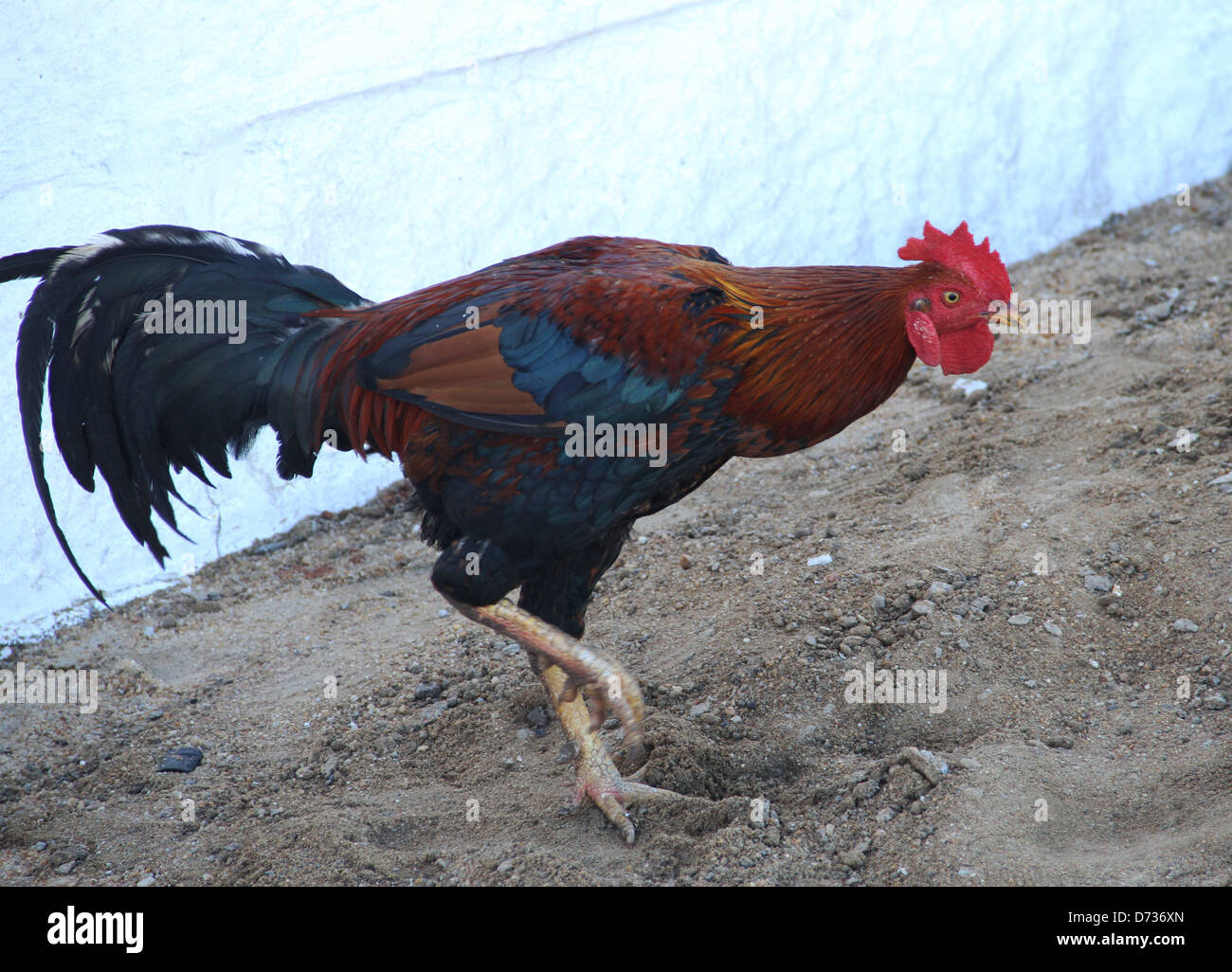 Gallo Foto Stock