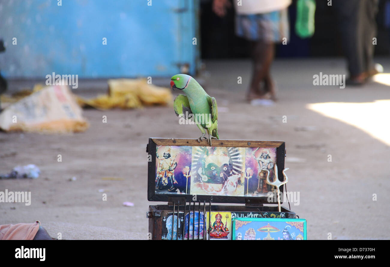 Parrot con immagini di dei e dee Foto Stock