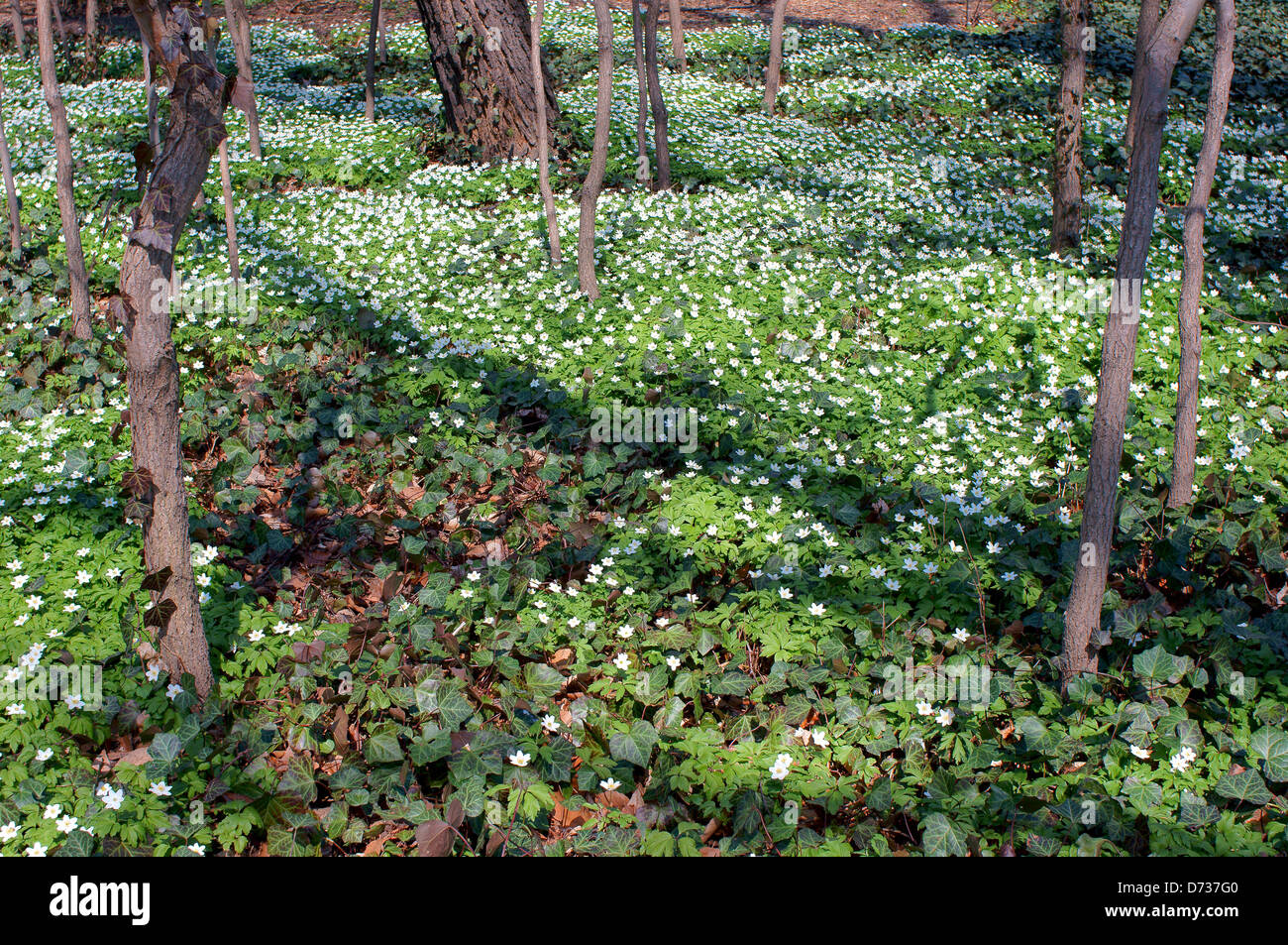 Foresta di primavera con imbottitura fioritura di Anemoni di legno Foto Stock