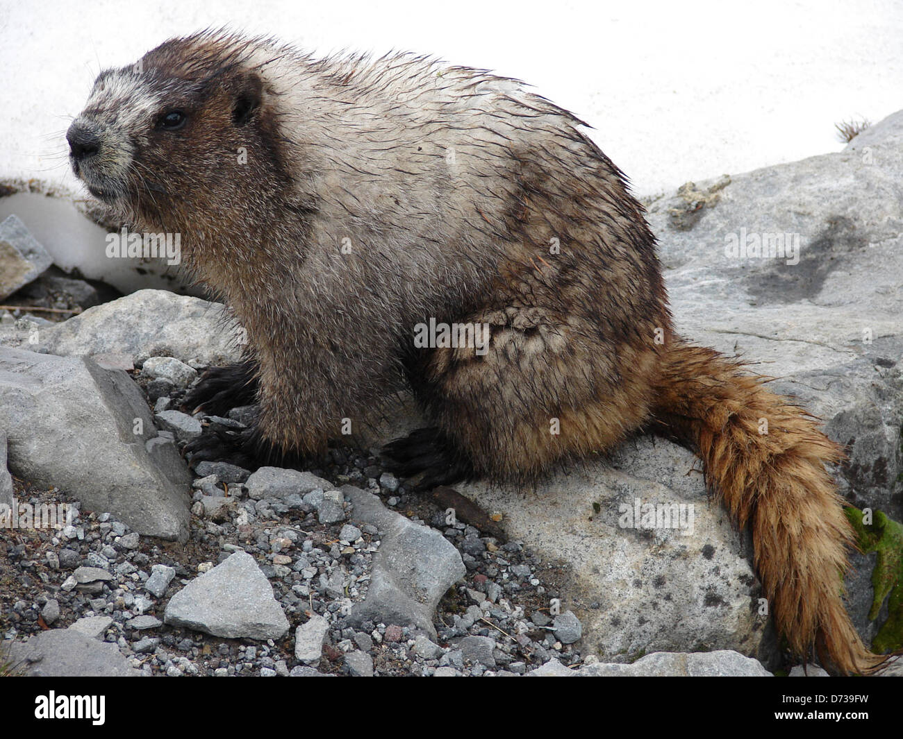 AnimalMarmot-MORA-4thXingParadise-SDRedman-luglio2011 Foto Stock