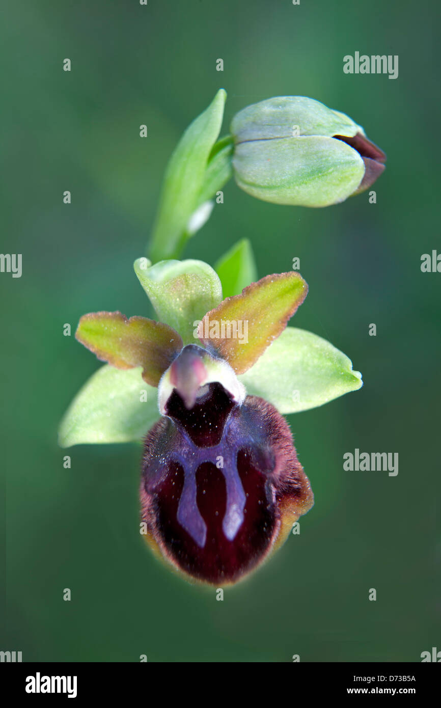 Inizio Spider Orchid - Ophrys sphegodes -,parco naturale del delta del Llobregat, Barcellona, Spagna Foto Stock