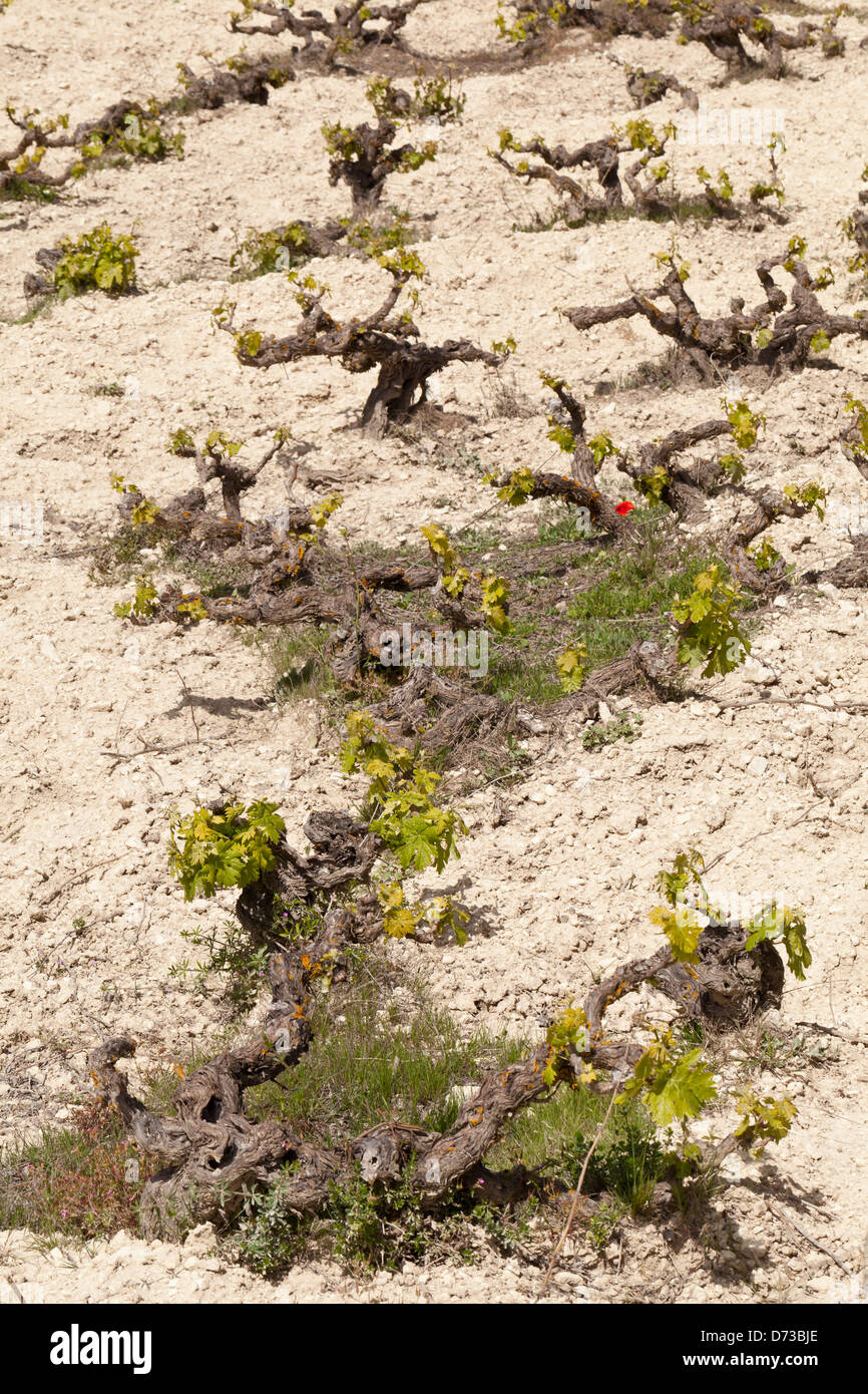 Cipro - Vigna di montagna Foto Stock