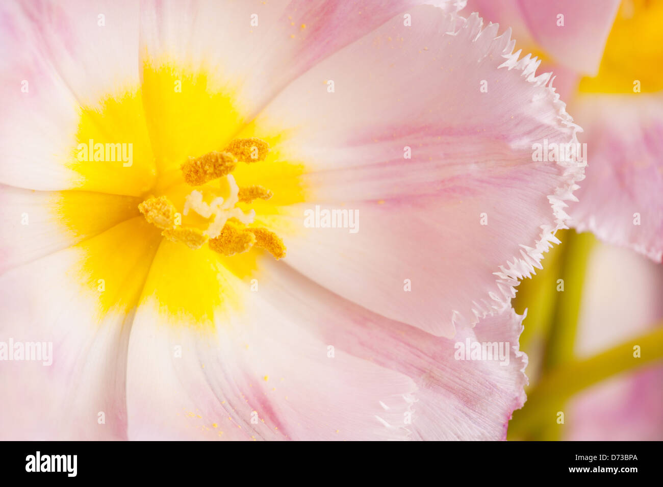 Giallo stame di rosa tulip all'interno della macro Foto Stock