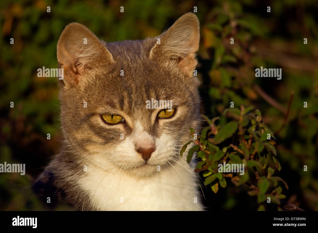 Ritratto di un giovane tomcat in giardino Foto Stock