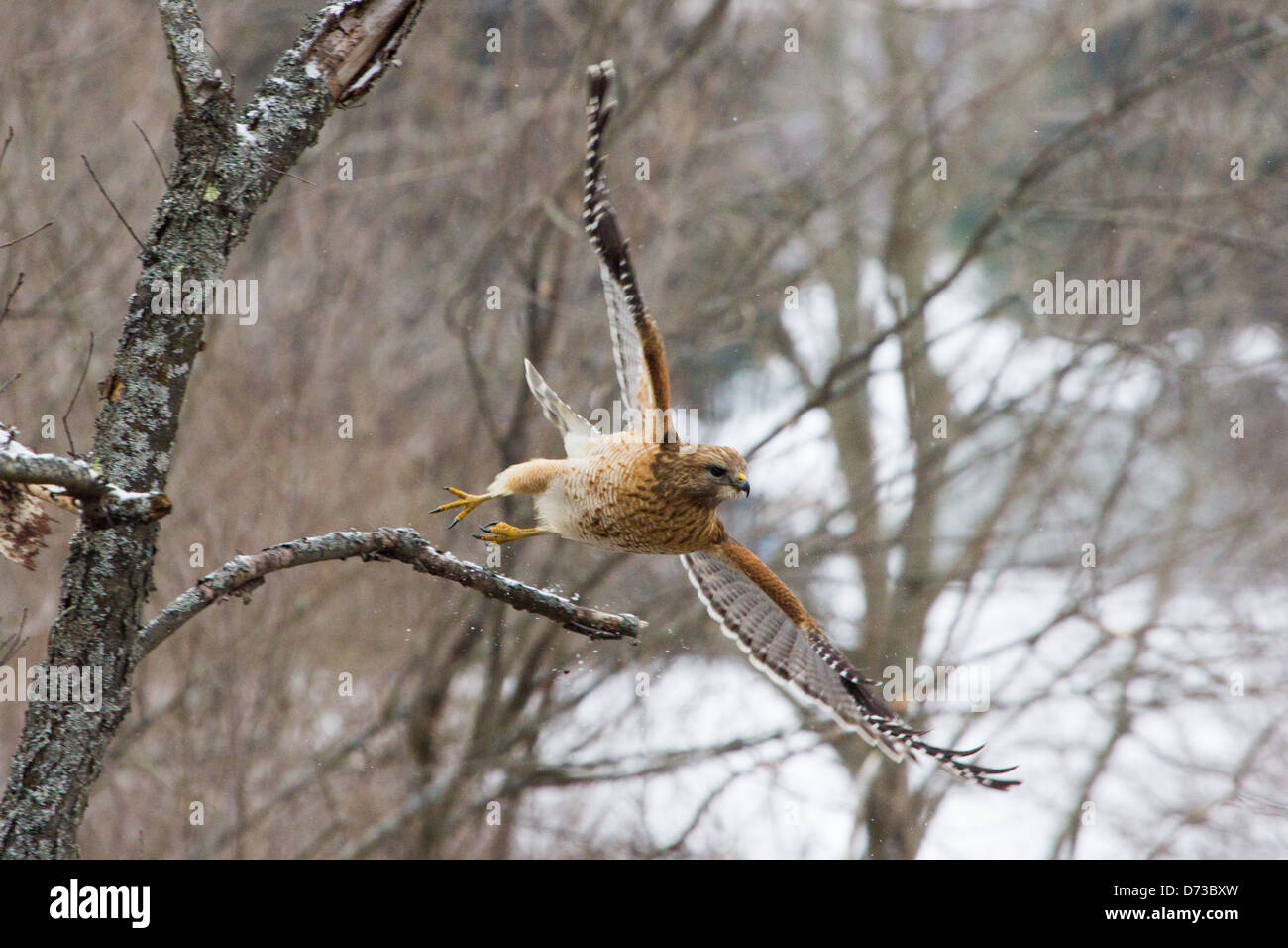 Un rosso-spallamento Hawk prende il volo da un albero. Foto Stock