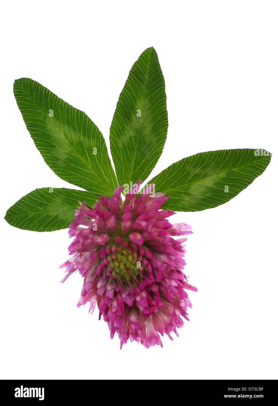4 foglia di trifoglio e fiore su sfondo bianco Foto Stock