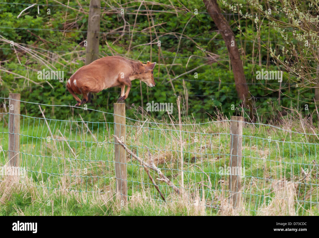 Muntjac deer (Muntiacus reevesi) saltando oltre il recinto Foto Stock