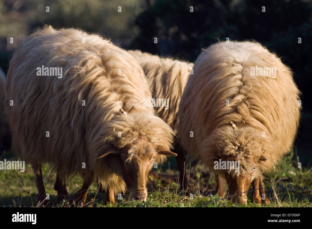 Pecore al pascolo (Grecia) Foto Stock