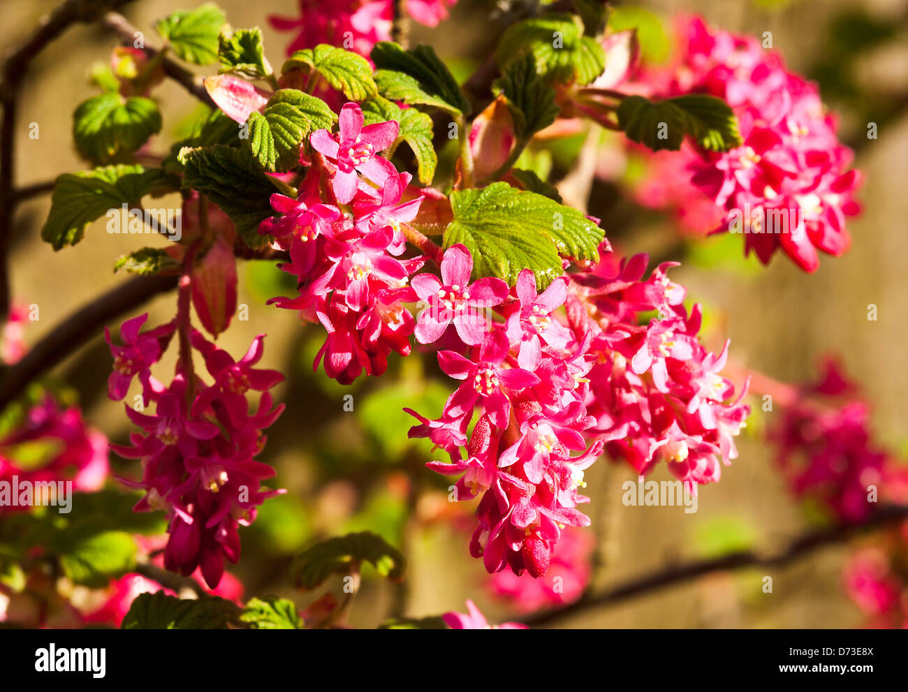 Bella Pinky rosso dei fiori di fioritura arbusto di ribes in un giardino di Cheshire England Regno Unito Regno Unito Foto Stock