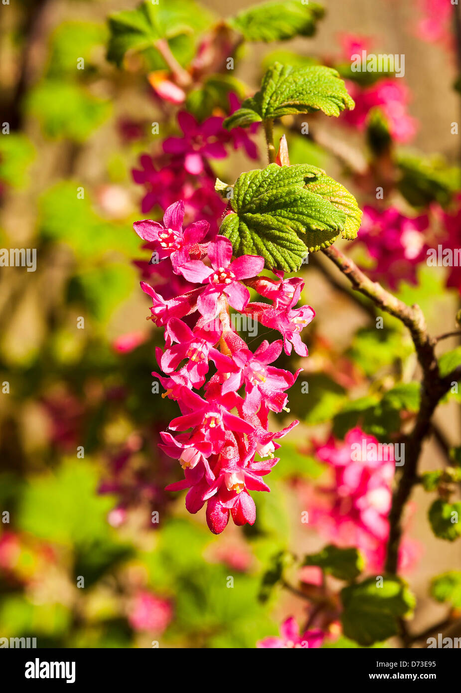 Bella Pinky rosso dei fiori di fioritura arbusto di ribes in un giardino di Cheshire England Regno Unito Regno Unito Foto Stock