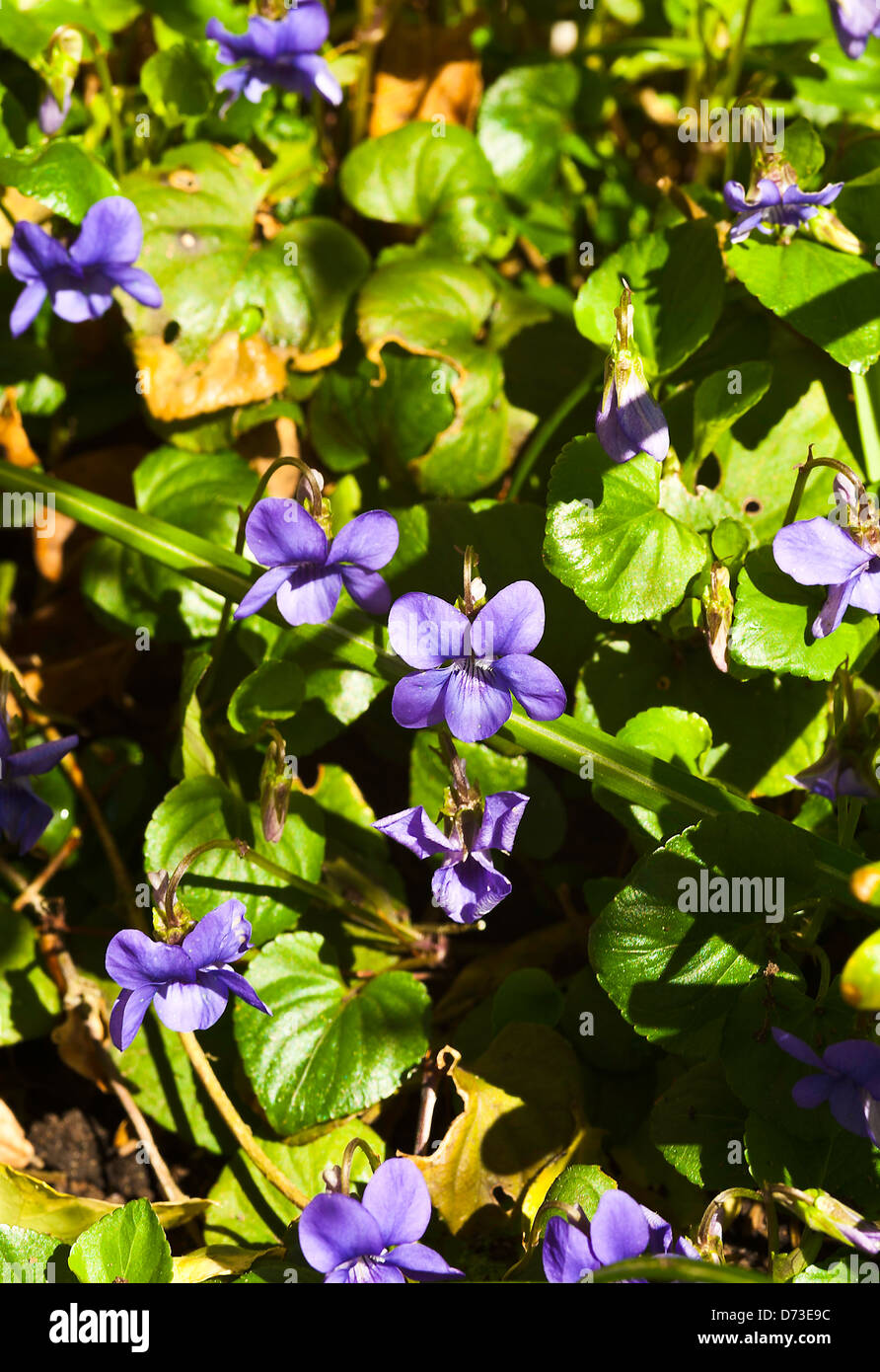 Un intrico di cane viole fioritura in un giardino di Cheshire England Regno Unito Regno Unito Foto Stock