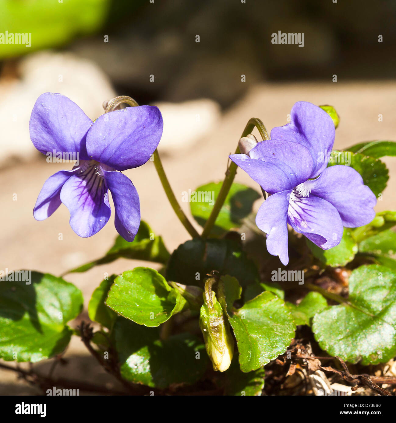 Un intrico di cane viole fioritura in un giardino di Cheshire England Regno Unito Regno Unito Foto Stock