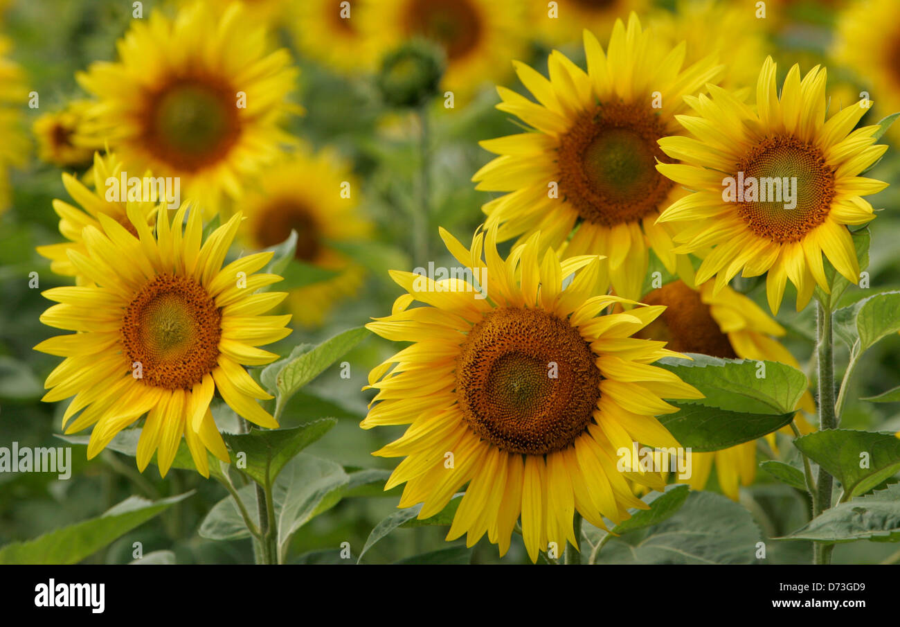 Baruth / Mark, campo di semi di girasole Foto Stock