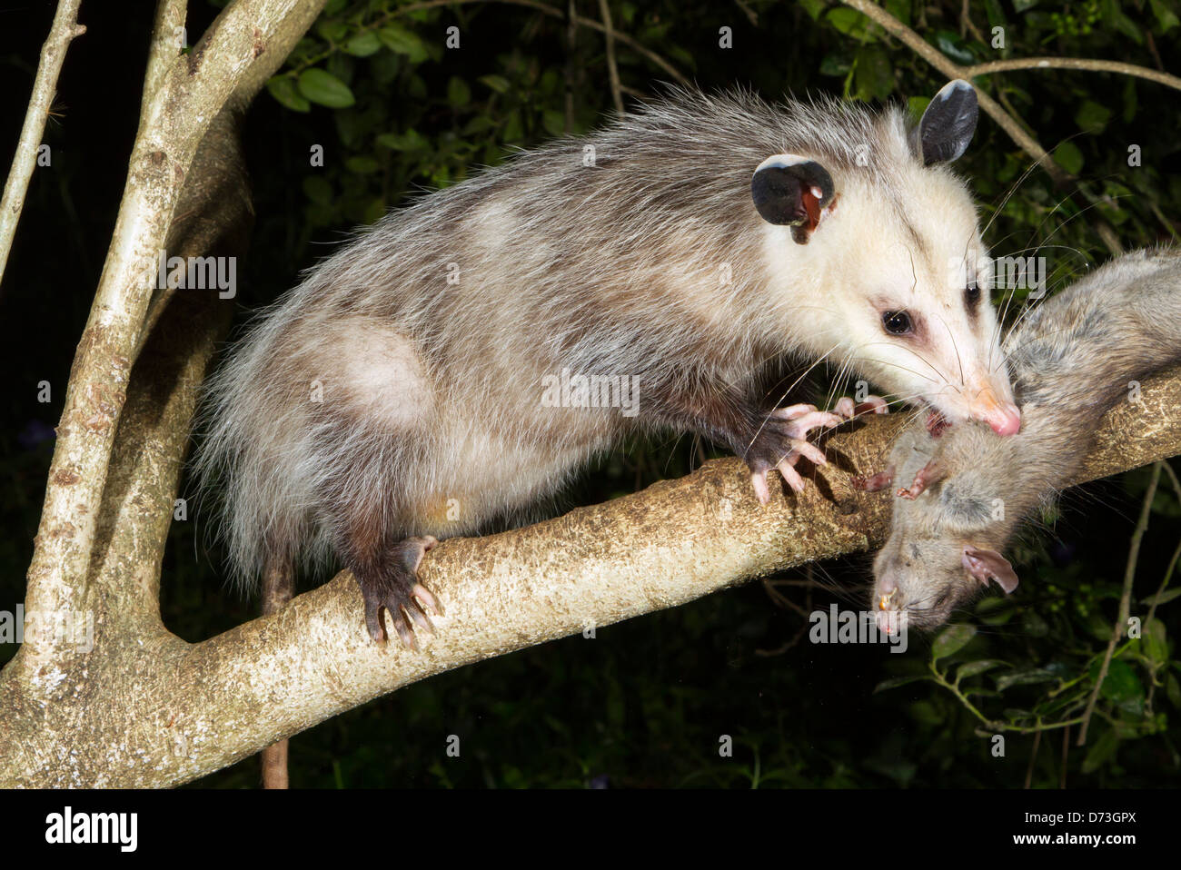 Virginia opossum (Didelphis virginiana) mangiando un roditore in un albero di notte Foto Stock