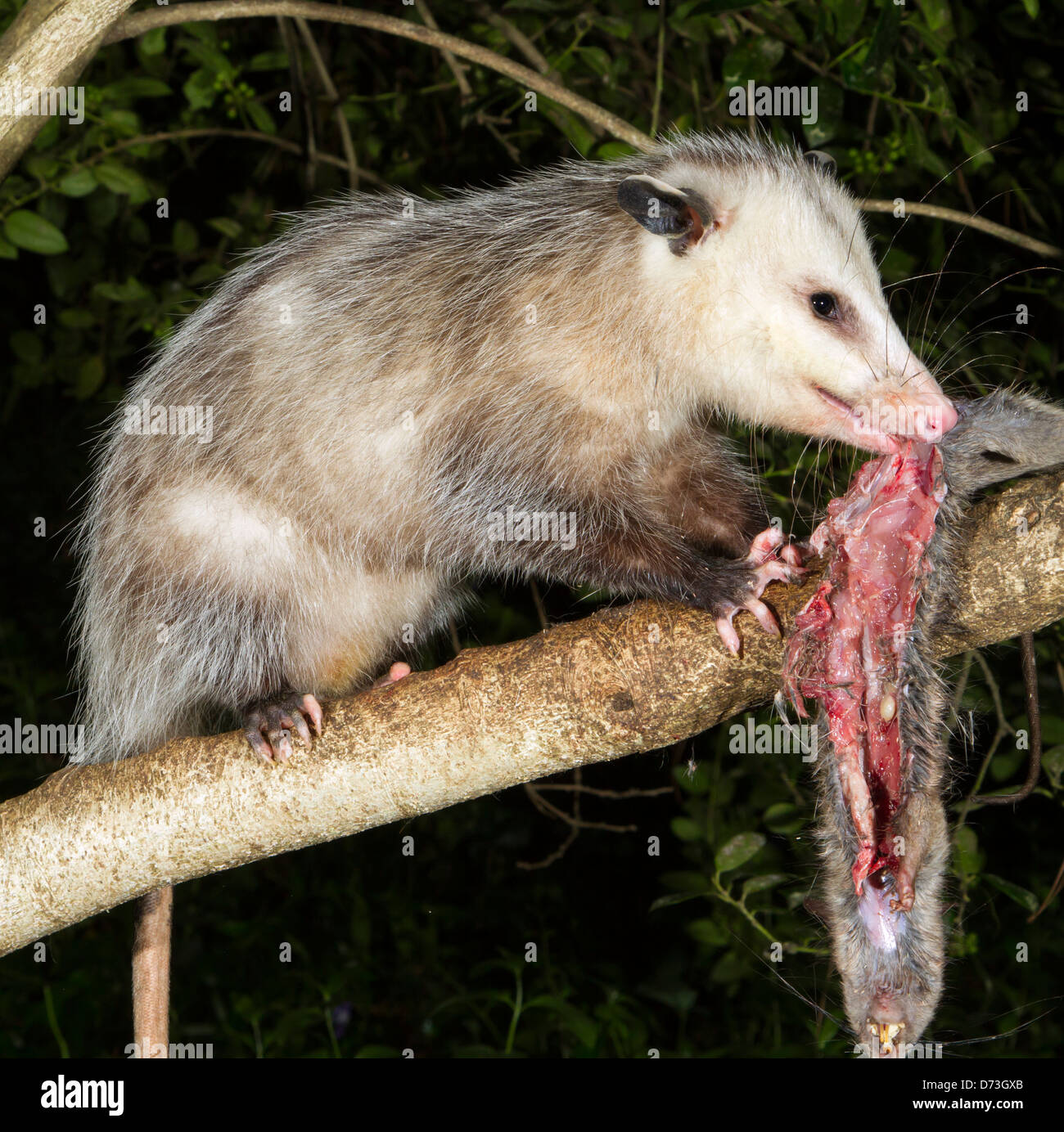 Virginia opossum (Didelphis virginiana) mangiando un roditore in un albero di notte Foto Stock