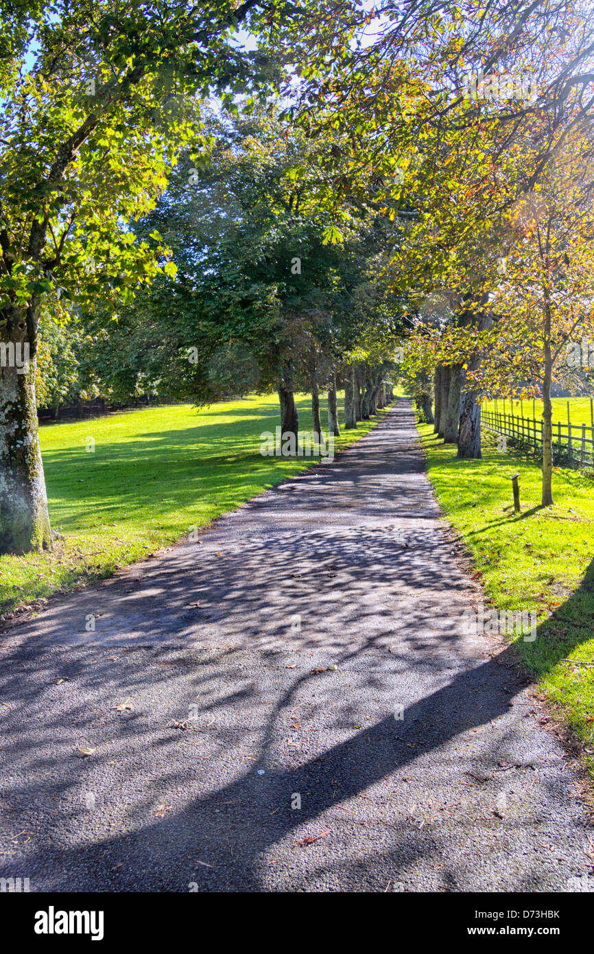 Viale alberato, Cornwall, Inghilterra Foto Stock