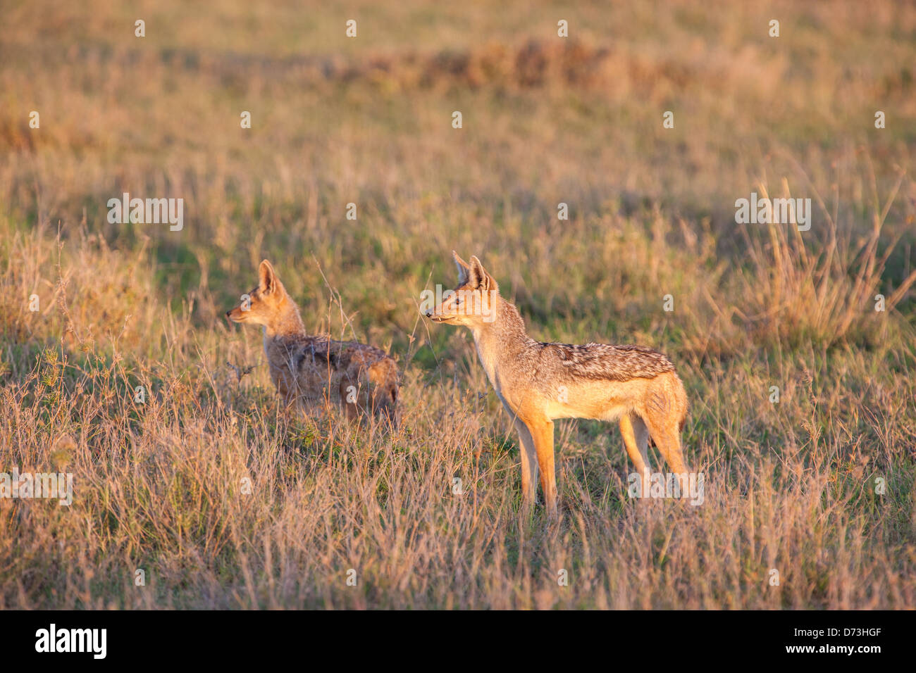 Jackal e lupetti all'alba Foto Stock