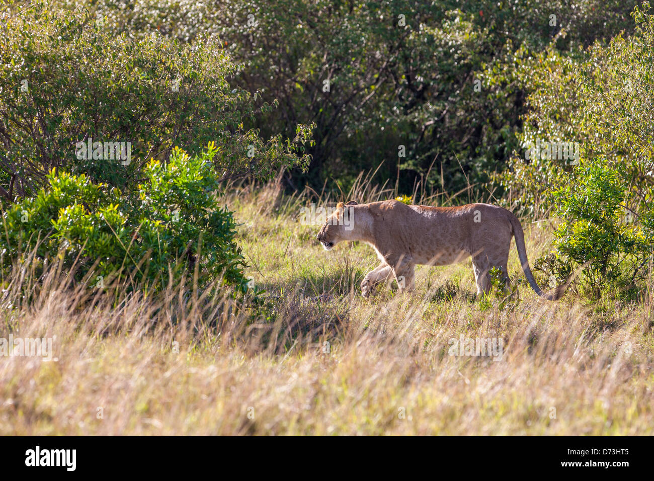 Lion stalking nella boccola Foto Stock